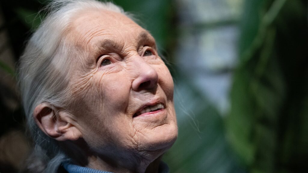 Jane Goodall Shares Pointed Message on Her 90th Birthday: ‘What You Do Makes a Difference’