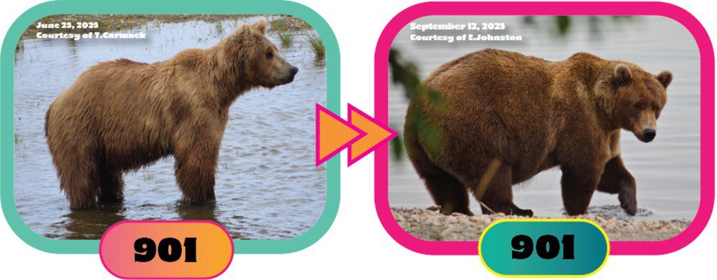 Fat Bear Week Is Back Just in Time to Reinstill Hope in America