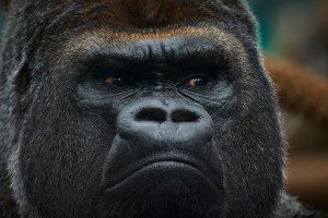 A male Silverback Gorilla named Asato looks on in his enclosure, at Beauval Zoo, in Saint-Aignan, central France, on August 25, 2025. (Photo by GUILLAUME SOUVANT / AFP) (Photo by GUILLAUME SOUVANT/AFP via Getty Images)